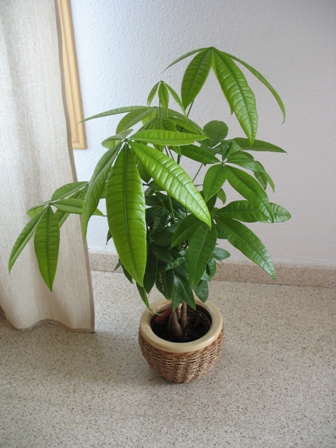 water chestnut, Guiana chestnut, Malabar chestnut,Plaited Plant, saba nut,گویان بلوطی ، مالاباری بلو